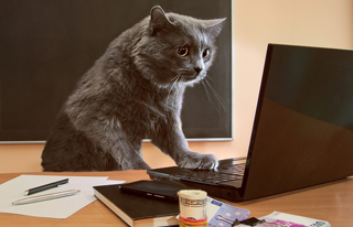 成都网站制作公司的选择标准有几点？ 